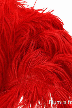 Struisvogel - 30-40 cm - rood